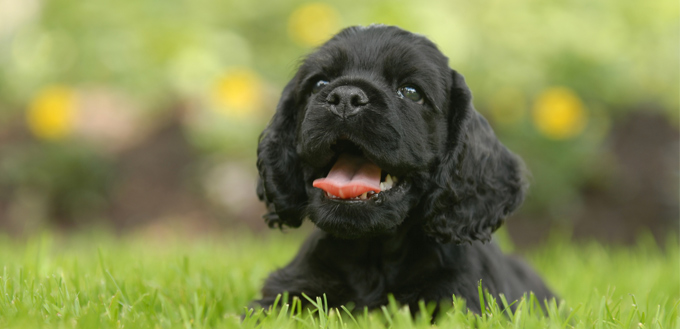 puppy in grass