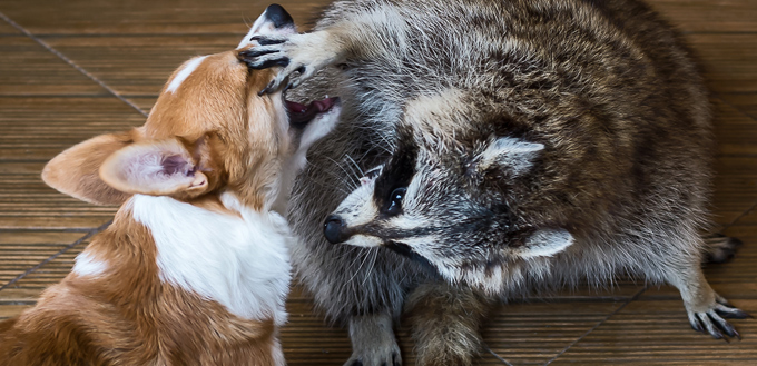 racoon and dog playing