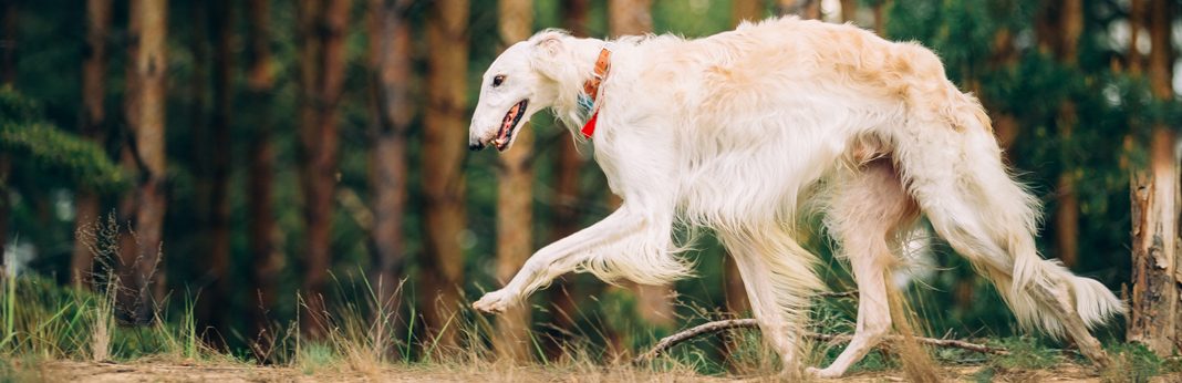 borzoi dogs