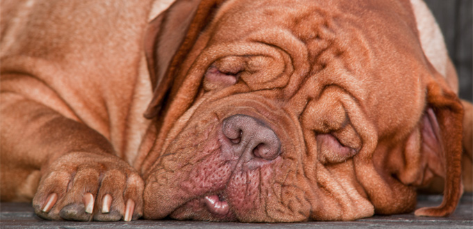 shar pei wrinkled dog