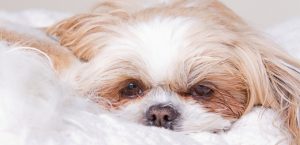 older dog sounds like he has a hairball older dog sounds like he has a hairball