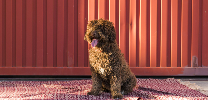 spanish water dog