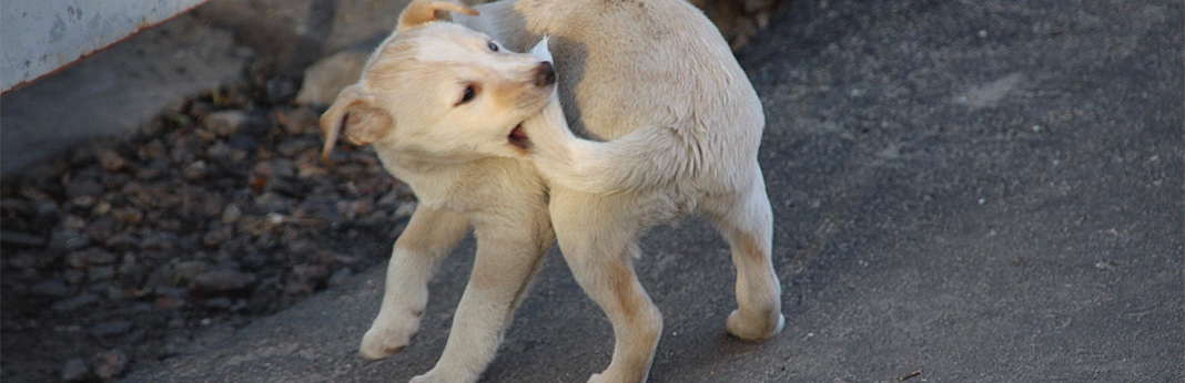 tail-biting-in-dogs