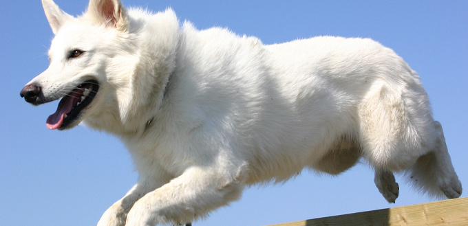 training the white shepherd