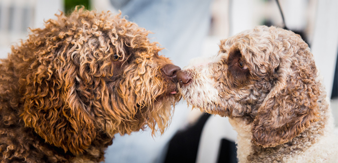 two dog kissing