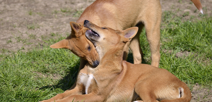 two dogs