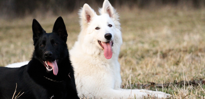 white and black german shepherd