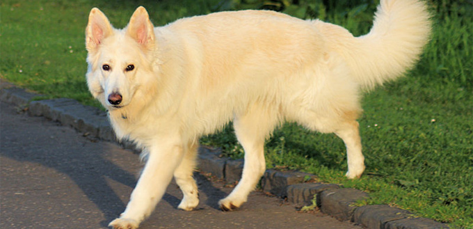 white german shepherd on the street