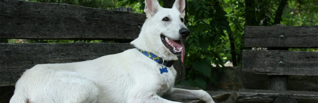 german shepherds white