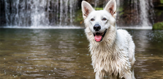 white shepherd in the water