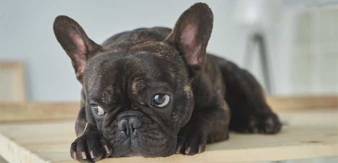 wrinkled french bulldog