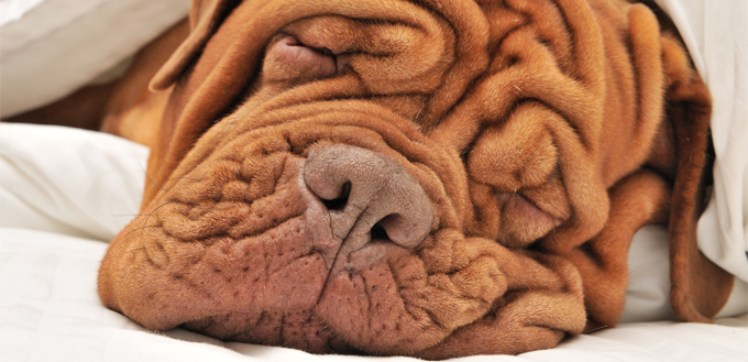 wrinkled dogue de bordeaux