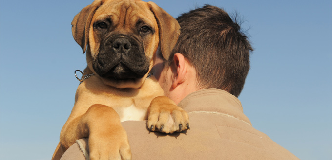 wrinkled mastiff