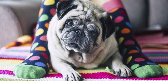 wrinkled pug