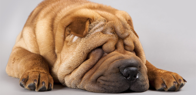 wrinkled shar pei