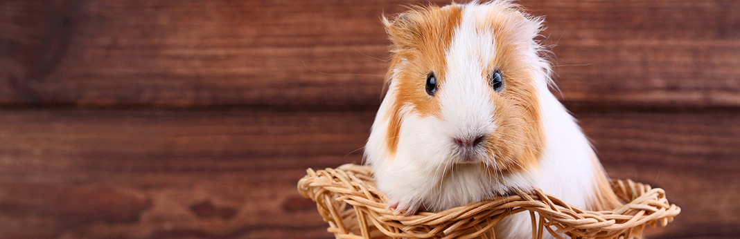 Guinea-Pig-Care