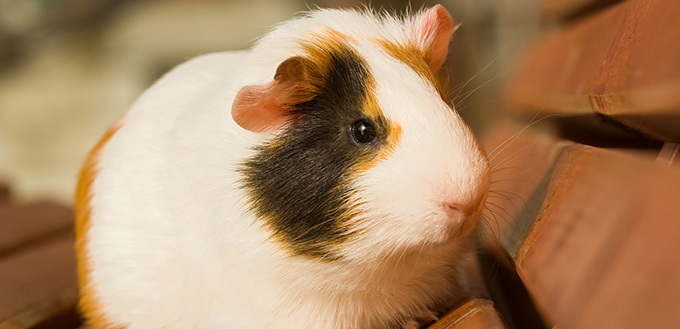 Guinea-Pig-Sitting-on-a-Bench