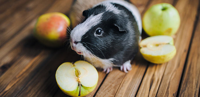 Guinea pig next to the apples