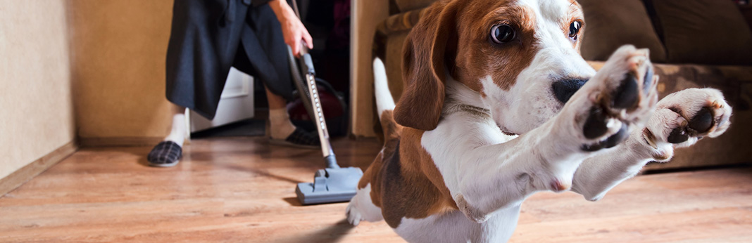 How to Protect Wood Floors From Dog Urine