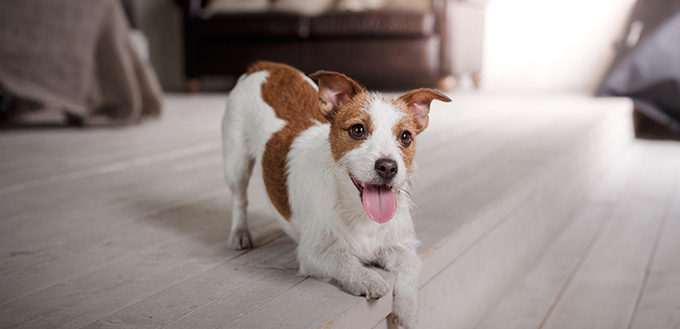 Jack Russell Terrier on a wooden floor