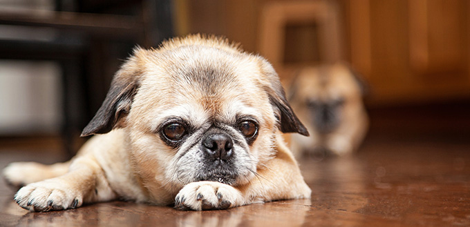 Pug crossbreed dog laying down