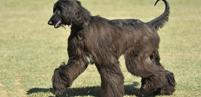 afghan hound