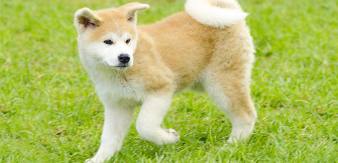 akita inu