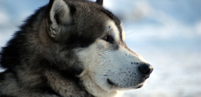 alaskan malamute