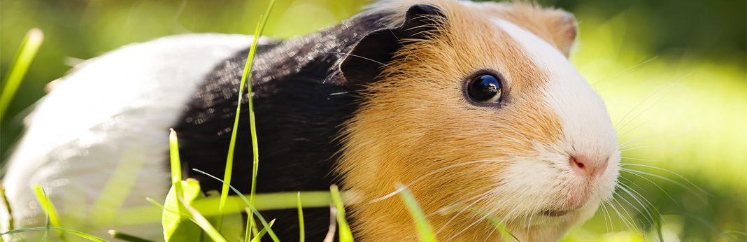 guinea pig age expectancy