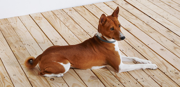 basenji