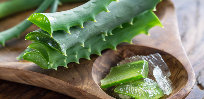 benefits of aloe vera in dogs