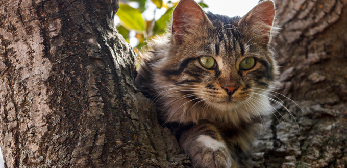 cat with green eyes