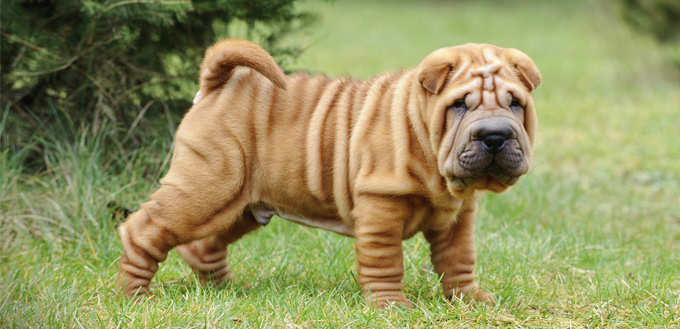 chinese shar-pei