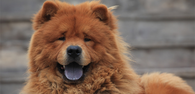 chow chow