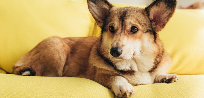 corgi sitting on a couch