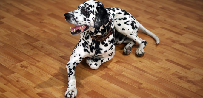 dalmatian dog on the floor