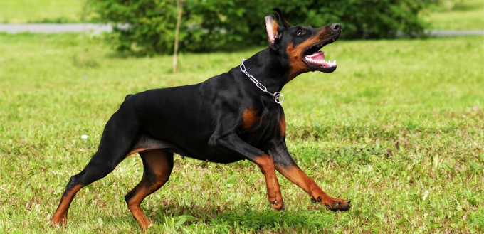 doberman grinding their teeth