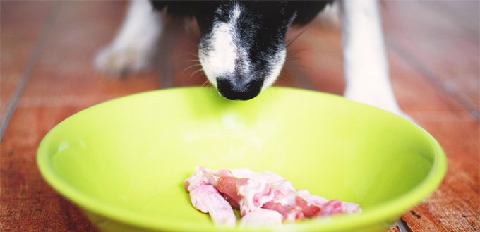 dog eating a raw chicken