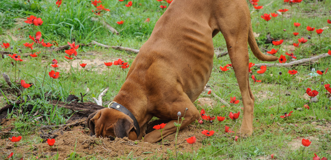 dog eating dirt