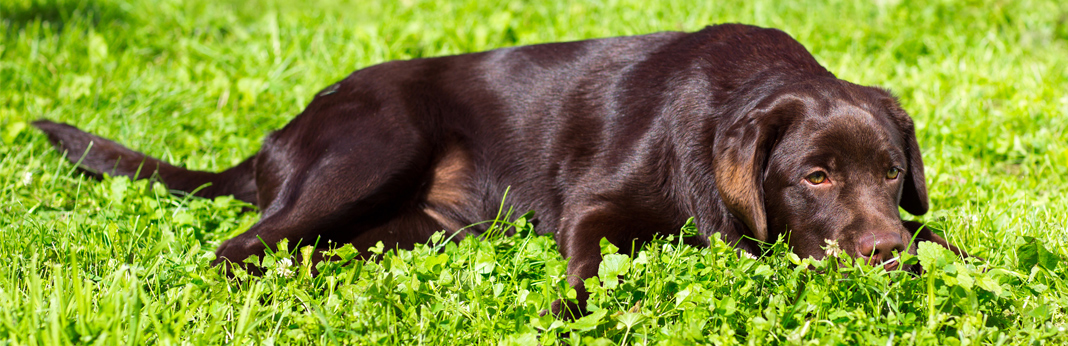dog laying in grass