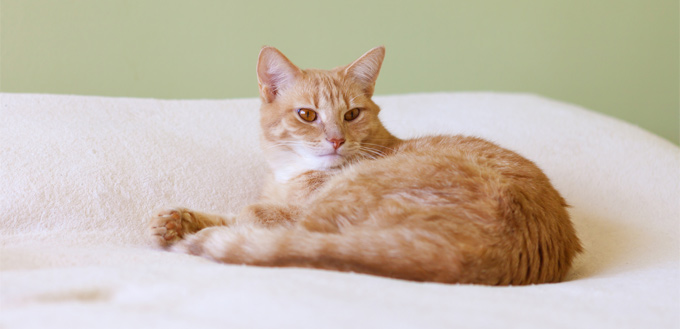 feline lying on the bed