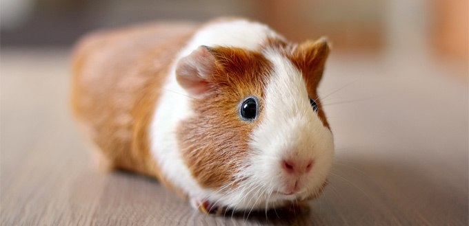 guinea pig on the floor