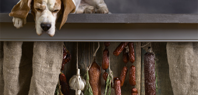 hound dog looking at a garlic