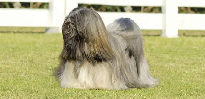 lhasa apso