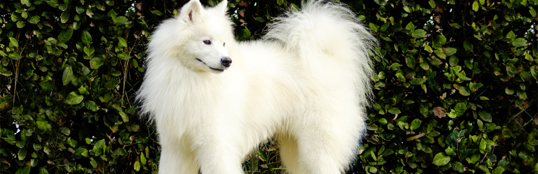 oldest dog breeds in the world