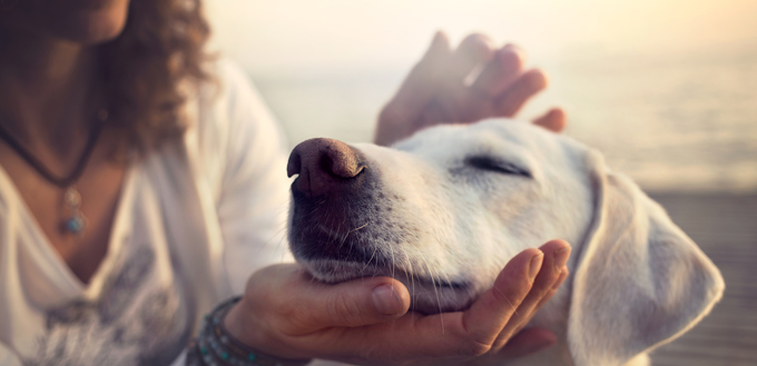 owner caressing dog