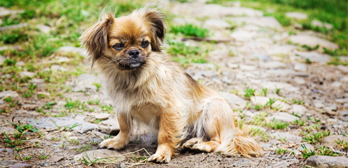 pekingese