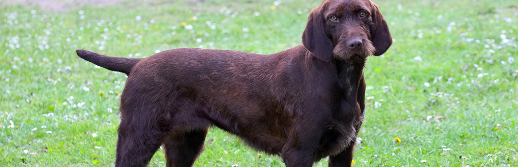 pudelpointer: breed facts & temperament