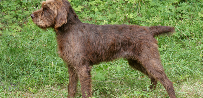 pudelpointer breed