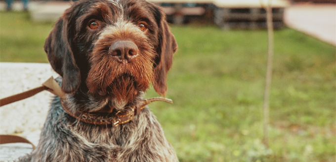 pudelpointer dog